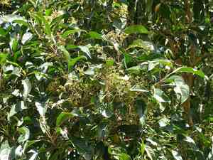 Forest elder(Nuxia floribunda)