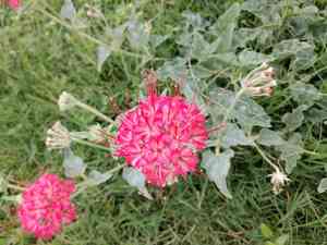 Devil's bouquet(Nyctaginia capitata)