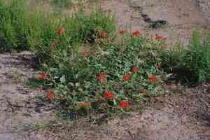 Devil's bouquet(Nyctaginia capitata)