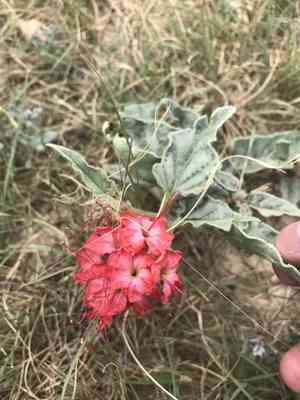 Devil's bouquet(Nyctaginia capitata)