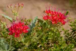 Devil's bouquet(Nyctaginia capitata)