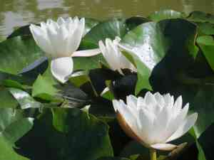 White water rose(Nymphaea alba)