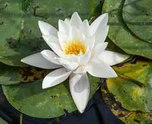 White water rose(Nymphaea alba)