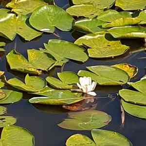White water rose(Nymphaea alba)