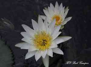 White lotus(Nymphaea ampla)