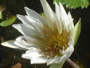 White lotus(Nymphaea ampla)
