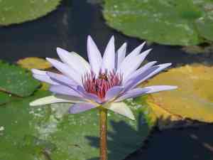 Tropical royal-blue waterlily(Nymphaea elegans)