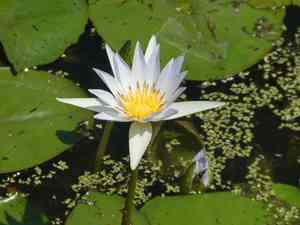 Tropical royal-blue waterlily(Nymphaea elegans)