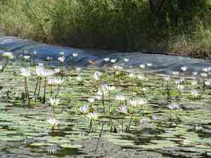 Tropical royal-blue waterlily(Nymphaea elegans)