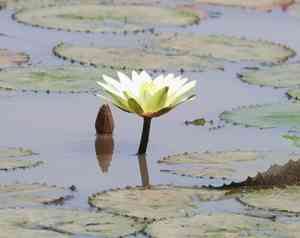 White egyptian lotus(Nymphaea lotus)