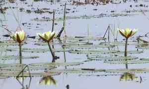 White egyptian lotus(Nymphaea lotus)