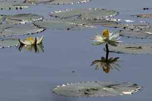 White egyptian lotus(Nymphaea lotus)