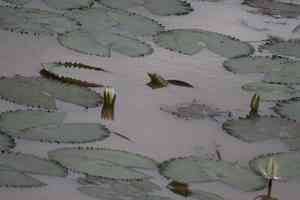 White egyptian lotus(Nymphaea lotus)