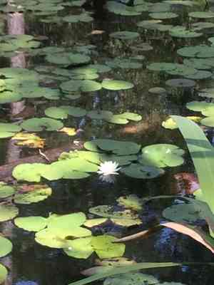 American white water-lily(Nymphaea odorata)