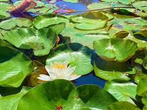 American white water-lily(Nymphaea odorata)