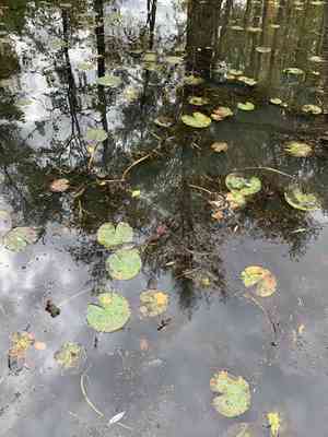 American white water-lily(Nymphaea odorata)