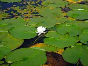 American white water-lily(Nymphaea odorata)