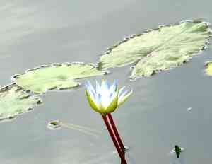 Water lilies (Nymphaea)(Nymphaea)