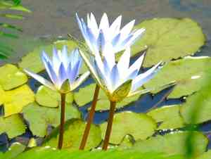 Water lilies (Nymphaea)(Nymphaea)