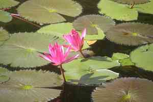Water lilies (Nymphaea)(Nymphaea)