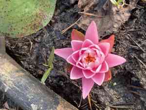 Water lilies (Nymphaea)(Nymphaea)