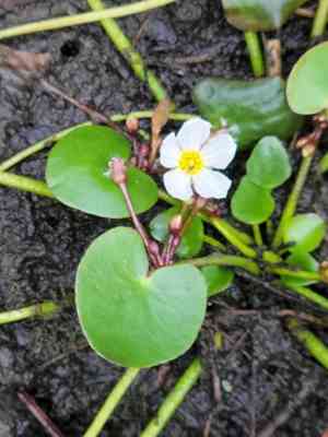 Hybrid floatingheart(Nymphoides aquatica)
