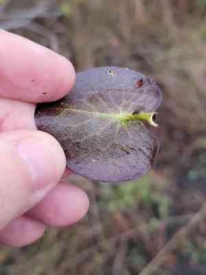 Hybrid floatingheart(Nymphoides aquatica)