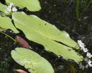 Hybrid floatingheart(Nymphoides aquatica)
