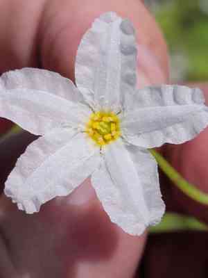Hybrid floatingheart(Nymphoides aquatica)