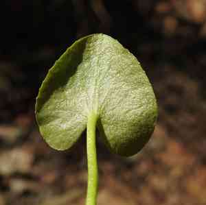 Nymphoides exiliflora(Nymphoides exiliflora)