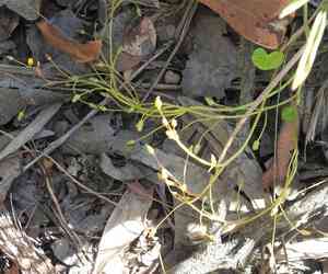 Nymphoides exiliflora(Nymphoides exiliflora)