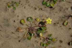 Nymphoides exiliflora(Nymphoides exiliflora)