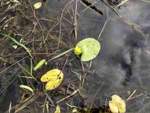 Nymphoides fallax(Nymphoides fallax)