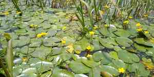 Nymphoides fallax(Nymphoides fallax)