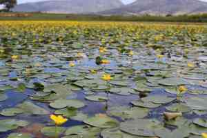 Nymphoides fallax(Nymphoides fallax)