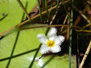 Water snowflake(Nymphoides indica)