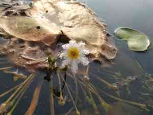 Water snowflake(Nymphoides indica)
