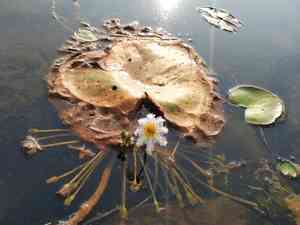 Water snowflake(Nymphoides indica)