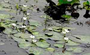 Water snowflake(Nymphoides indica)