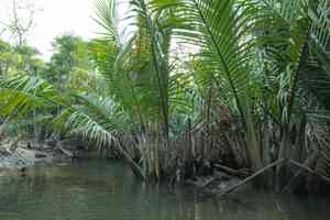 Nipa palm(Nypa fruticans)