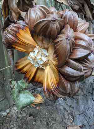 Nipa palm(Nypa fruticans)