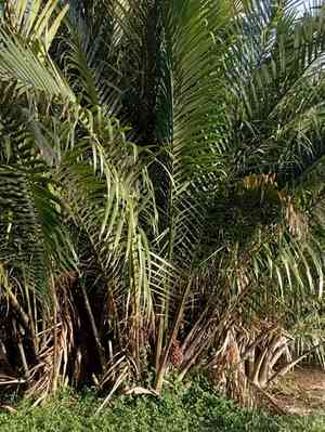 Nipa palm(Nypa fruticans)