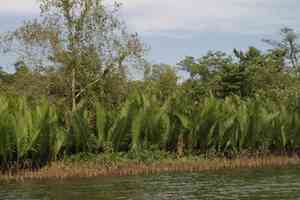 Nipa palm(Nypa fruticans)