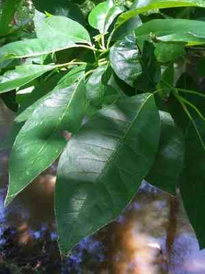 Water tupelo(Nyssa aquatica)