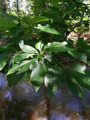 Water tupelo(Nyssa aquatica)