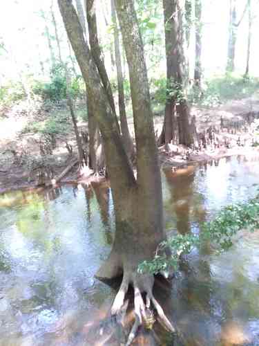 Water tupelo(Nyssa aquatica)