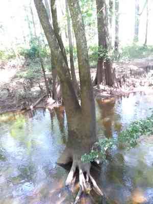 Water tupelo(Nyssa aquatica)