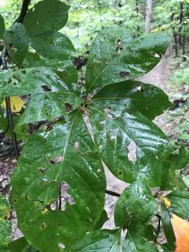 Black gum(Nyssa sylvatica)