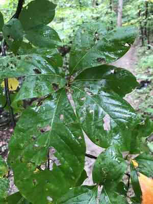 Black gum(Nyssa sylvatica)