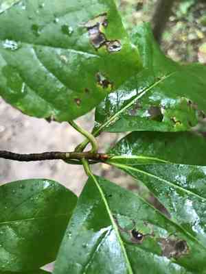Black gum(Nyssa sylvatica)